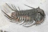 Top Quality, Long-Spined Cyphaspides Trilobite - Jorf, Morocco #255443-3